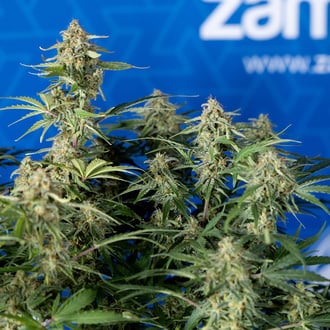 Green Cure CBD F1 Auto (Zamnesia Seeds) femminizzata