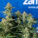 Green Cure CBD F1 Automatic (Zamnesia Seeds) femminizzata