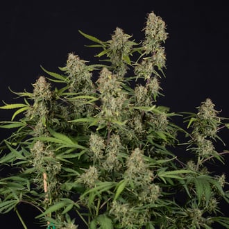 Green Cure CBD F1 Auto (Zamnesia Seeds) femminizzata