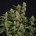 Green Cure CBD F1 Automatic (Zamnesia Seeds) femminizzata