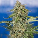 Green Cure CBD F1 Automatic (Zamnesia Seeds) femminizzata