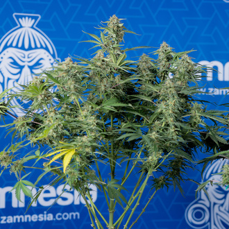 Green Cure CBD F1 Auto (Zamnesia Seeds) femminizzata