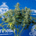 Green Cure CBD F1 Automatic (Zamnesia Seeds) femminizzata