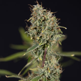 Green Cure CBD F1 Auto (Zamnesia Seeds) femminizzata