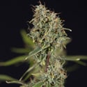 Green Cure CBD F1 Automatic (Zamnesia Seeds) femminizzata