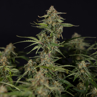 Green Cure CBD F1 Auto (Zamnesia Seeds) femminizzata
