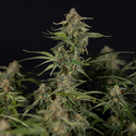 Green Cure CBD F1 Automatic (Zamnesia Seeds) femminizzata