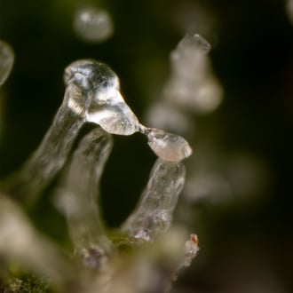 Green Cure CBD F1 Auto (Zamnesia Seeds) femminizzata