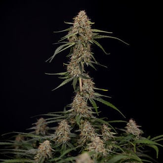Blue Cheese F1 Auto (Zamnesia Seeds) femminizzata