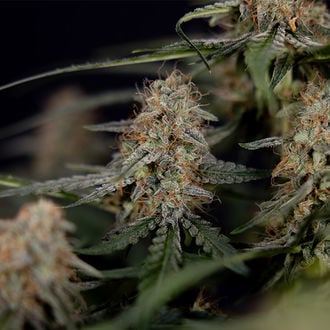 Blue Cheese F1 Auto (Zamnesia Seeds) femminizzata