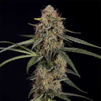 Blue Cheese F1 Auto (Zamnesia Seeds) femminizzata