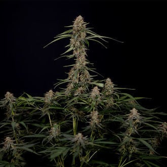 Blue Cheese F1 Auto (Zamnesia Seeds) femminizzata