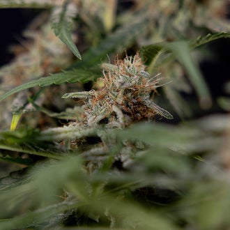 Blue Cheese F1 Auto (Zamnesia Seeds) femminizzata