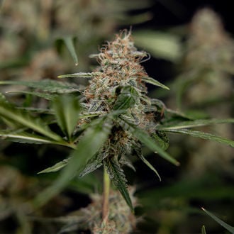 Blue Cheese F1 Auto (Zamnesia Seeds) femminizzata