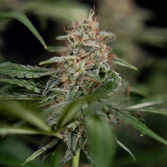 Blue Cheese F1 Auto (Zamnesia Seeds) femminizzata