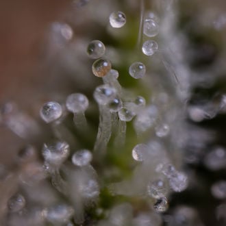 Blue Cheese F1 Auto (Zamnesia Seeds) femminizzata