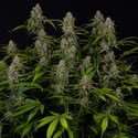 Green Crack F1 Automatic (Zamnesia Seeds) femminizzata
