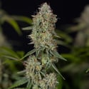 Green Crack F1 Automatic (Zamnesia Seeds) femminizzata