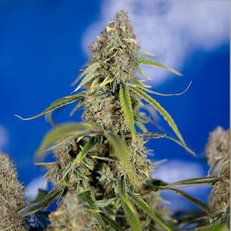 Green Crack F1 Auto (Zamnesia Seeds) femminizzata