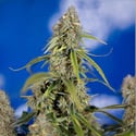 Green Crack F1 Automatic (Zamnesia Seeds) femminizzata