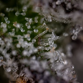 Green Crack F1 Auto (Zamnesia Seeds) femminizzata