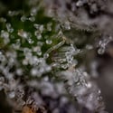 Green Crack F1 Automatic (Zamnesia Seeds) femminizzata