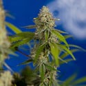 Green Crack F1 Automatic (Zamnesia Seeds) femminizzata