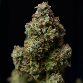 Green Crack F1 Auto (Zamnesia Seeds) femminizzata