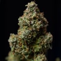Green Crack F1 Automatic (Zamnesia Seeds) femminizzata