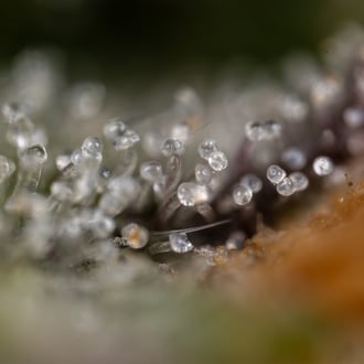 Green Crack F1 Auto (Zamnesia Seeds) femminizzata