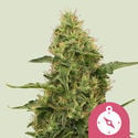 Northern Light (Royal Queen Seeds) femminizzata