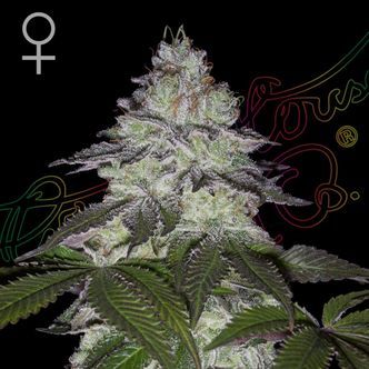 Milky Dreams (Greenhouse Seeds) femminizzata