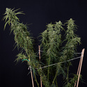 Karen Kush Auto (Zamnesia Seeds) femminizzata