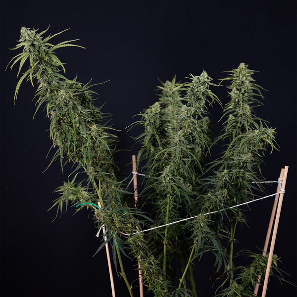 Karen Kush Auto (Zamnesia Seeds) femminizzata