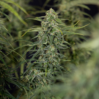 Karen Kush Auto (Zamnesia Seeds) femminizzata