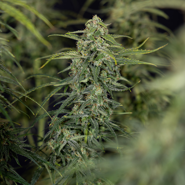 Karen Kush Auto (Zamnesia Seeds) femminizzata