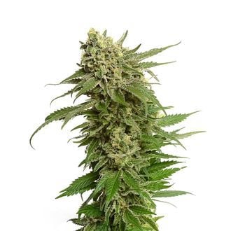 Quicksilver (Amsterdam Genetics) femminizzata