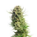 Spicebomb (Amsterdam Genetics) femminizzata