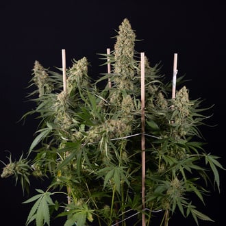 Solar Panel (Zamnesia Seeds) femminizzata