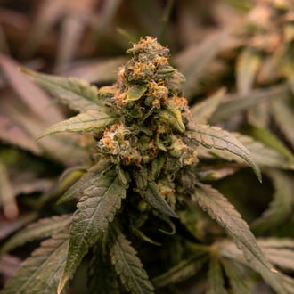 Solar Panel (Zamnesia Seeds) femminizzata