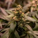 Solar Panel (Zamnesia Seeds) femminizzata