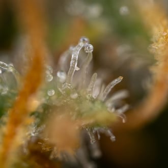 Solar Panel (Zamnesia Seeds) femminizzata