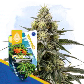 Solar Panel (Zamnesia Seeds) femminizzata