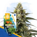 Solar Panel (Zamnesia Seeds) femminizzata