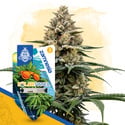 Solar Panel Autoflower (Zamnesia Seeds) femminizzata