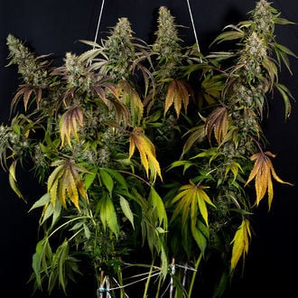 Sticky Broccoli (Zamnesia Seeds) femminizzata