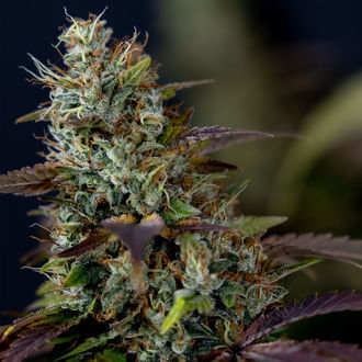 Sticky Broccoli (Zamnesia Seeds) femminizzata