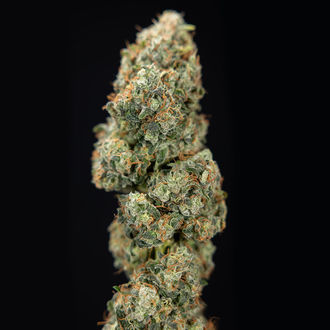 Sticky Broccoli (Zamnesia Seeds) femminizzata