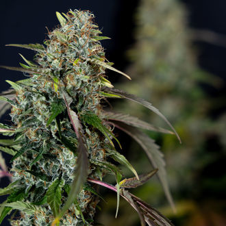 Sticky Broccoli (Zamnesia Seeds) femminizzata