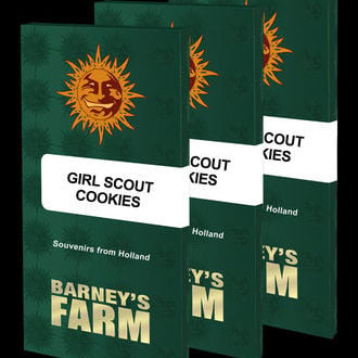 Girl Scout Cookies (Barney's Farm) femminizzata